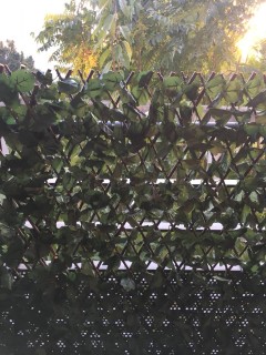 Treillis osier avec feuilles