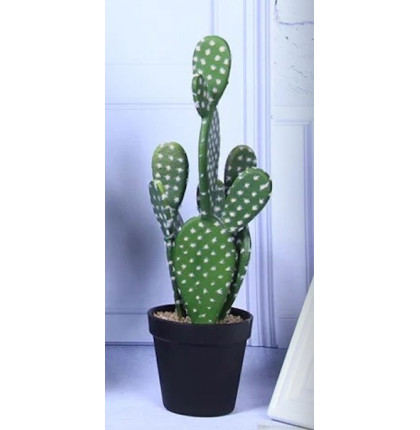 Cactus Plat