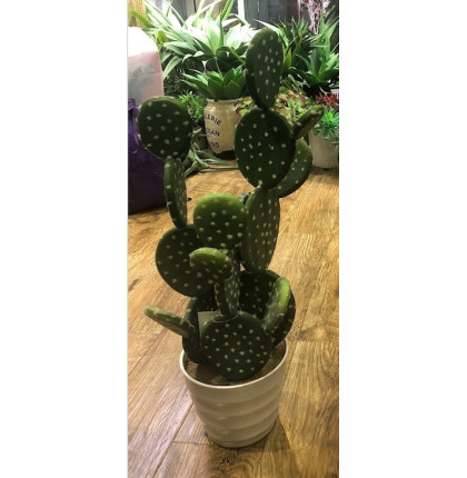 Cactus Plat