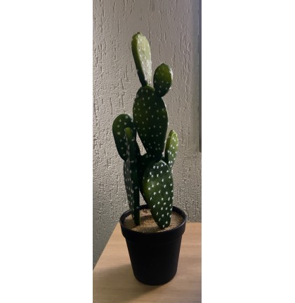 Cactus Plat