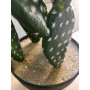 Cactus Plat