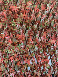 Treillis osier avec feuillage érable rouge